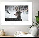 Deers by Pexels on GIANT ART - white animals